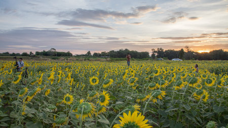 Sunflower fieldの写真素材