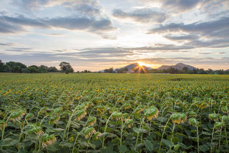 Sunflower fieldの写真素材