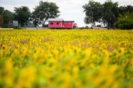 Sunflower fieldのeditorial素材