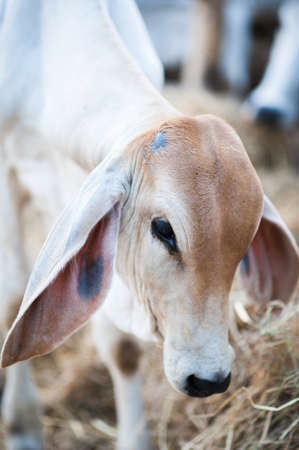 cow cows dairy farm cattle white milk livestock eating hay black animal agriculture beefの写真素材