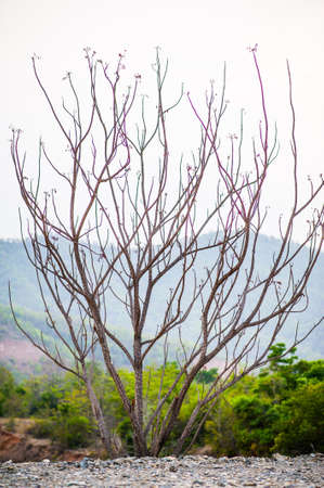 Branches of the skyの写真素材