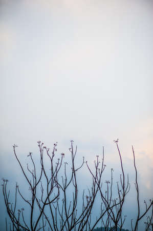 Branches of the skyの写真素材