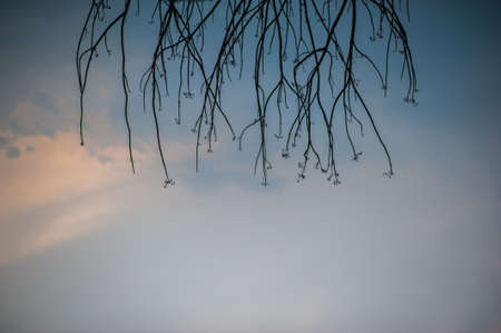 Branches of the skyの写真素材