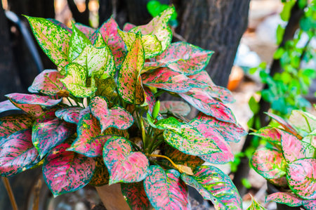 leaves green background closeup leaf natural bicolor texture nature color summer white plant tropical beauty red pattern decoration wallpaper colorful brightの写真素材