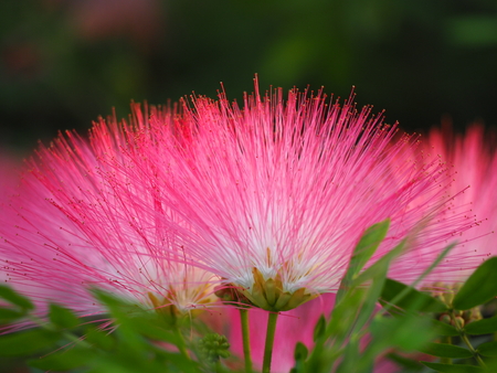 mimosoideaeの写真素材