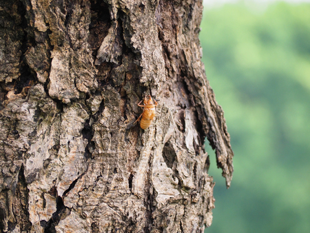 Shell of insect on treeの写真素材