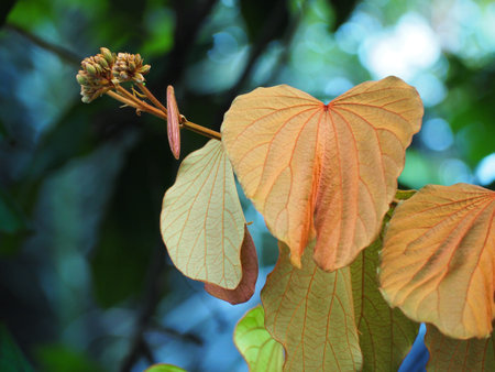 Bauhinia aureifolia