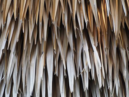 Dry leafの写真素材