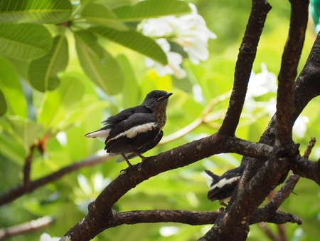 Magpieの写真素材