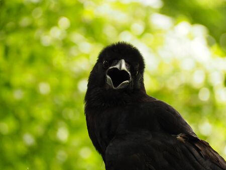 A crow early in the morning. Snatch and steal foodの写真素材