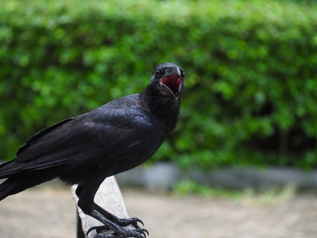 A crow early in the morning. Snatch and steal foodの写真素材