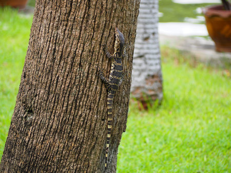 Water monitorの写真素材