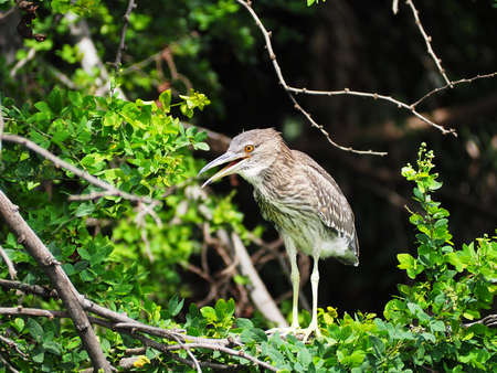 CHINESE POND HERONの写真素材