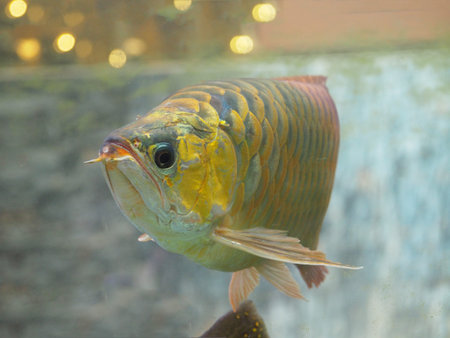Arowana fish for fortune acts