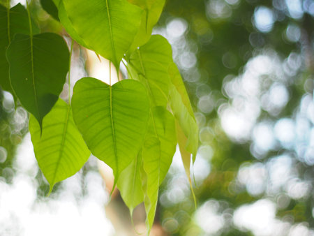 Bo leaf Trees related to Buddhism