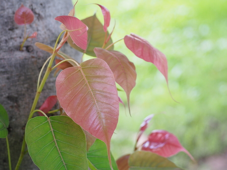 Bo leaf Trees related to Buddhismの写真素材