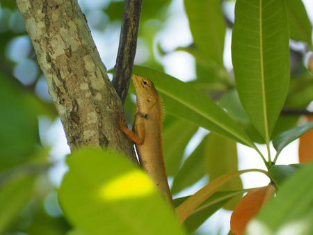 Chameleon thai Small reptile in Thailandの写真素材
