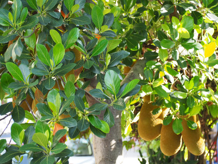 Artocarpus heterophyllus Delicious sweet fruitArtocarpus heterophyllus Delicious sweet fruit