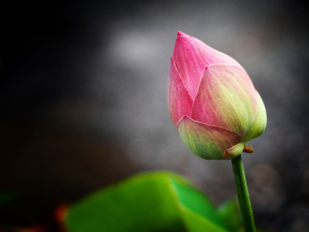 Lotus is used as worship in Buddhismの写真素材
