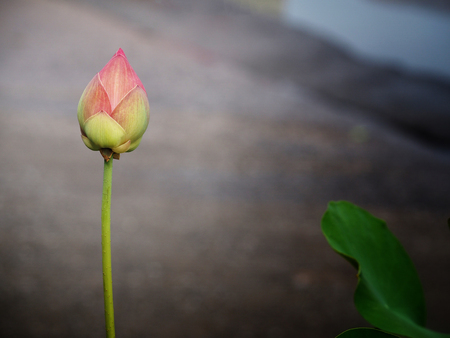 The lotus is what is released from the darkness in Buddhism.の写真素材