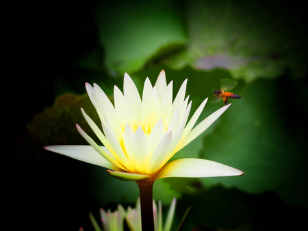 Lotus and Beeの写真素材