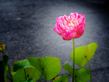 Beautiful bright lotus Cut the black edgeの写真素材