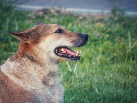 The dog is lying on green grass. It has a relaxed posture.の写真素材