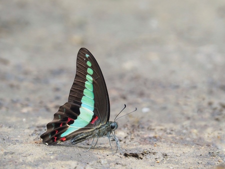 Butterfly on the ground Blurred view of natural backgroundの写真素材