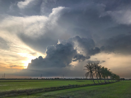 Row of coconut trees On the walk in the rice field at Thai countryside, Beautiful clouds and...