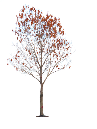 Dry tree on a white background Isolate the model to be used for the design.の写真素材