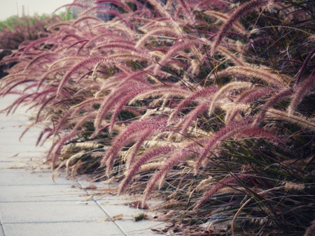 Desho grass on the edge of the walkway in vintage colors in the concept of love, nostalgia, caring,...