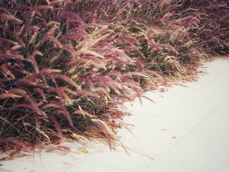 Desho grass on the edge of the walkway in vintage colors in the concept of love, nostalgia, caring, past and happiness.の写真素材