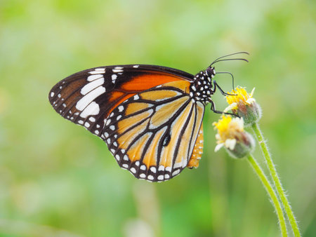 Orange butterfly on grass flower white yellow. Blur the natural background in green tones. In the...