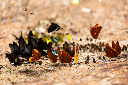 Group of butterflies puddling on the ground and flying in nature,(Ban Krang),Kaeng Krachan National Park,Phetchaburi,Thailandの写真素材