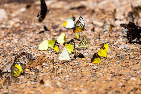 Group of butterflies puddling on the ground and flying in nature,(Ban Krang),Kaeng Krachan National Park,Phetchaburi,Thailandの写真素材
