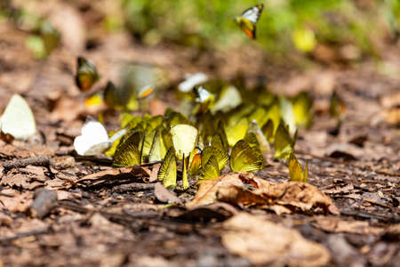 Group of butterflies puddling on the ground and flying in nature,(Ban Krang),Kaeng Krachan National Park,Phetchaburi,Thailandの写真素材