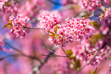 Sakura flower or Cherry blossom in the park,nature backgroundの写真素材