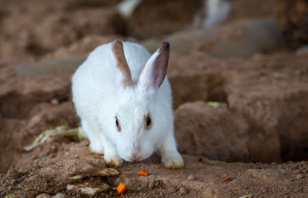 Little rabbit,Rabbit in the farmの写真素材