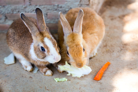 Little rabbit,Rabbit in the farm
