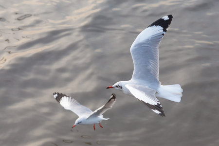 Seagull,BangPu Recreation Center,Samut Prakan,Thailand