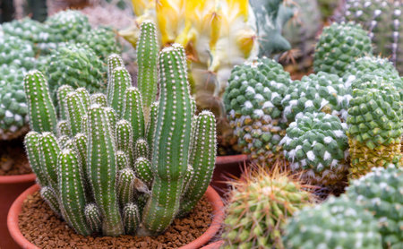 Cactus tree,Various cactus plants,Cactus gardening in pots,Pattern fome cactus