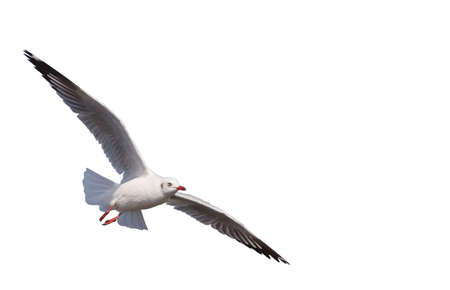Seagull flying isolated on white backgroundの写真素材