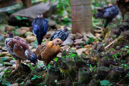 Chickens in the house,domestic poultry,Thailand