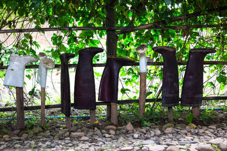 Agricultural boots hanging on wood in the gardenの写真素材
