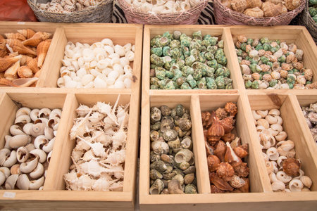 Sea shells collected,Many various shells in the wooden boxの写真素材
