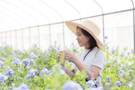 Happy asian little girl among flowers in the garden,Cape Leadwort flower is very beautiful in the morning,scientific name is Plumbagoauriculataの写真素材