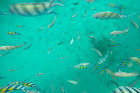 Snorkeling Trips,Many colorful sea fish in Koh Chang,Trat,Thailand.の写真素材