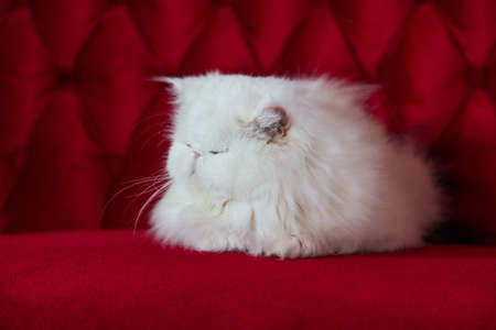 Small cute Persian cat,white cat lying on the red sofaの写真素材