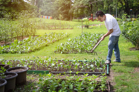 Happy asian man working with rake tool in organic garden,middle aged people grow vegetables in summer,gardening in outdoor,male gardeners cares vegetables,agriculture conceptの写真素材