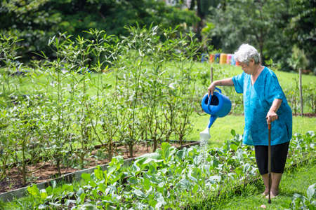 Happy asian senior woman watering plants with watering can in organic garden,elderly grow vegetables in summer,working,gardening in outdoor,female gardener cares vegetables,agriculture,healthy conceptの写真素材